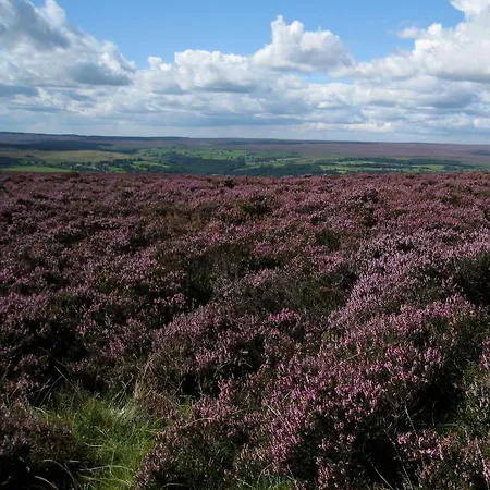 斯达林紫杉树乡村民宿